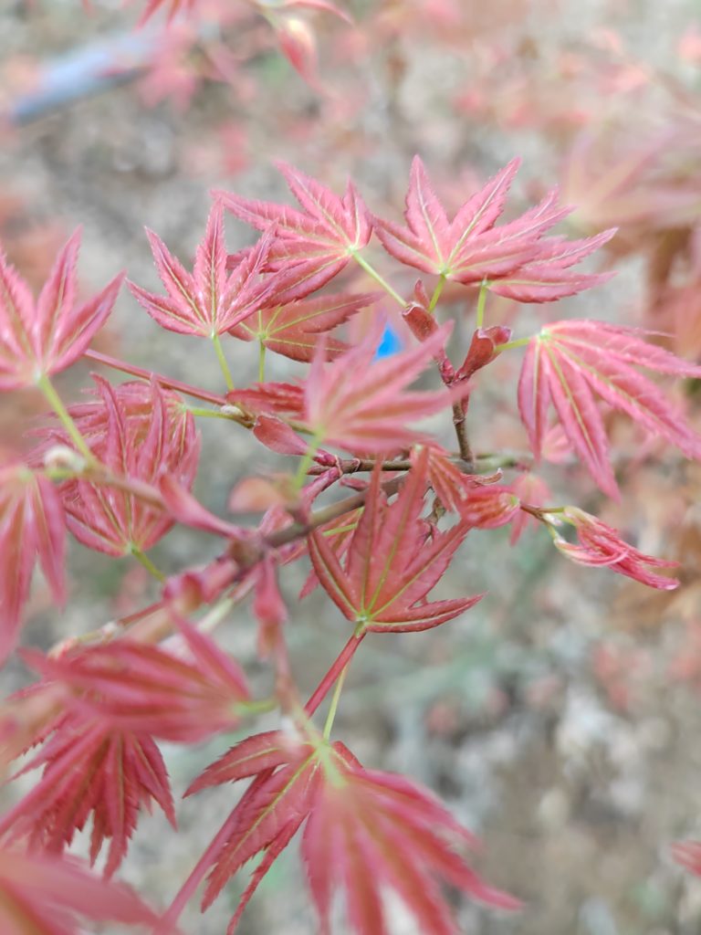 Acer Palmatum Wilson S Pink Dwarf Japanese Maple CHINESE EXPORTER