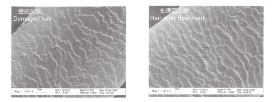 Hydrolyzed Keratin Powder - Premium Natural Hair & Skin Care Cosmetic Ingredient 3 High-quality Hydrolyzed Keratin CAS 69430-36-0 from BLIT Chemical for hair repair and conditioning. Ideal for shampoos, conditioners, and cosmetic formulations with excellent performance.