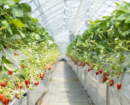 Agriculture Projects