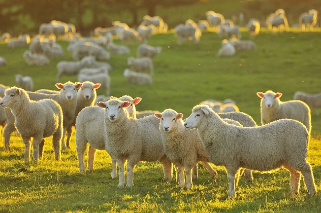 Smart Livestock System