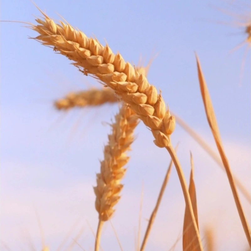 Wheat
