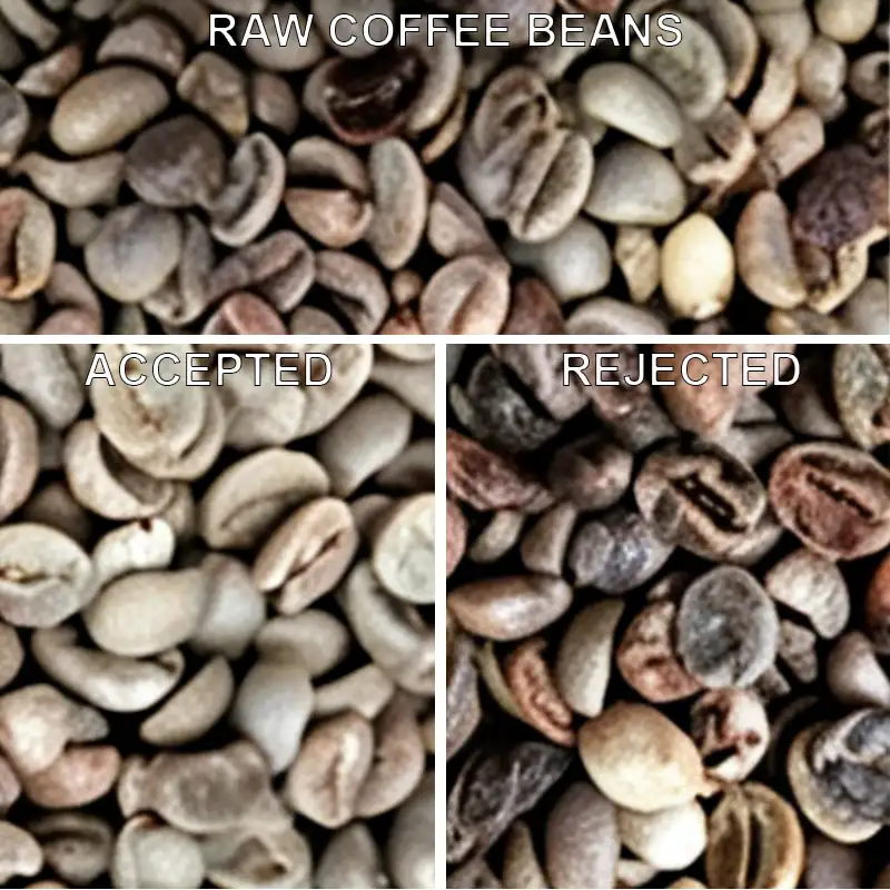 Diagramme comparatif de tri en trois sections de grains de café vert brut traités par le trieur optique APEX M32 mini AI. La partie supérieure présente un mélange de grains de café vert brut contenant des grains moisis, décolorés et défectueux ; la partie inférieure gauche montre les grains de café propres et conformes après tri ; la partie inférieure droite rassemble les grains rejetés, moisis, tachés et détériorés, illustrant ainsi l’efficacité du prétraitement pour l’élimination des micro-défauts.