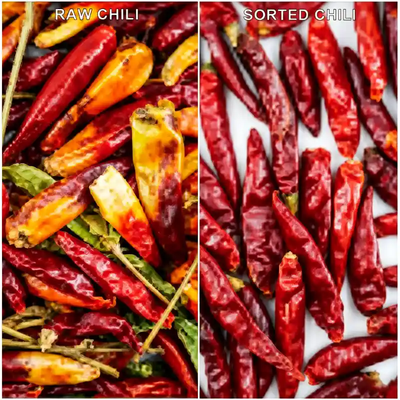 Diagramme comparatif du tri des piments par trieuse DL+IA. Les piments crus contiennent des poivrons jaunes abîmés, des branches diverses et des fruits défectueux et décolorés ; les piments triés présentent une couleur vive et uniforme ainsi qu'une forme parfaite. Un algorithme d'IA à deux niveaux identifie avec précision les défauts, même lors d'une alimentation à haut débit, lorsqu'ils sont masqués par les piments empilés.