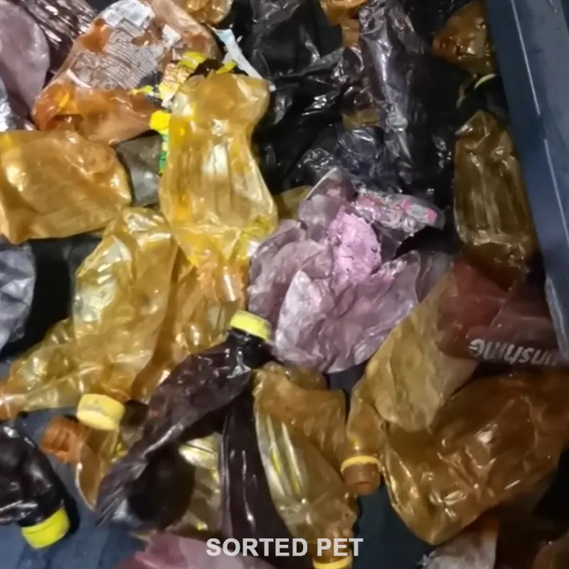 Sorted PET output of APEX Conveyor belt food-grade NIR rPET whole bottle sorting system