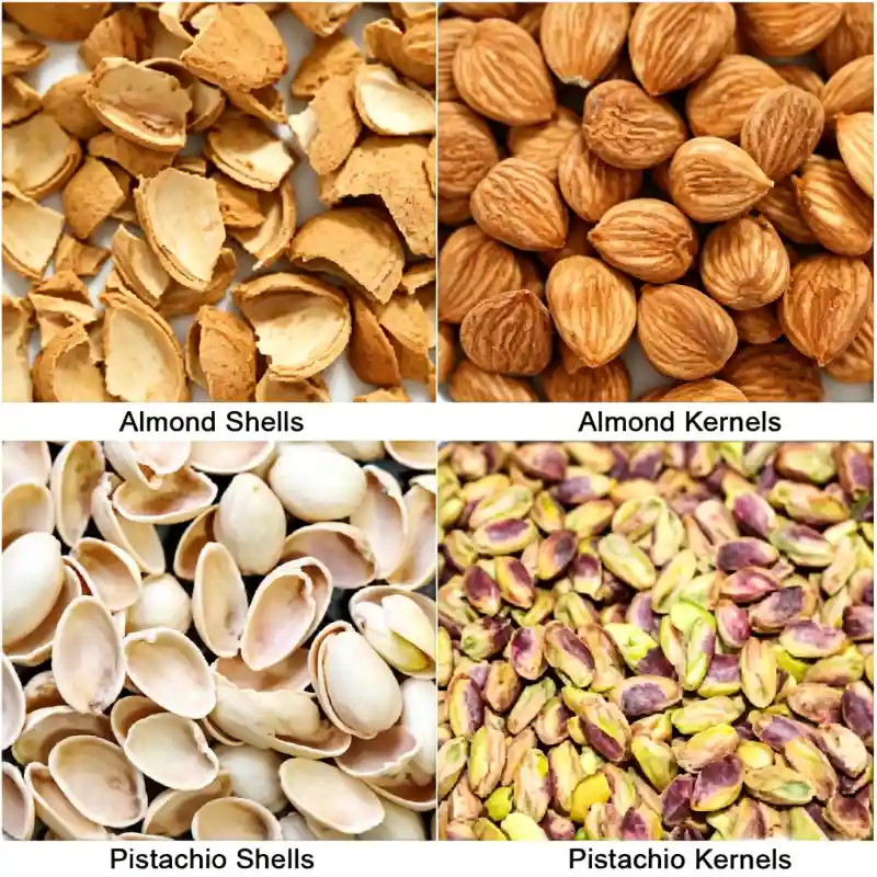 Diagramme des résultats de tri des amandes et pistaches traitées par la trieuse LS+. L'image illustre la séparation nette des amandes intactes et des impuretés de coques. La double vision infrarouge associée à une caméra CCD couleur permet un tri précis des coques résiduelles, des amandes endommagées et des substances détériorées, tandis que le tapis roulant souple préserve l'intégrité des amandes sans perte de fragmentation pendant le tri.