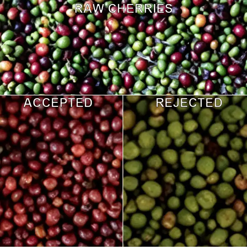 Diagrama comparativo real da triagem de cerejas de café mistas processadas pela classificadora LM4. A matéria-prima contém frutos vermelhos totalmente maduros, frutos verdes imaturos e partículas heterocromáticas. A LM4 seleciona com precisão as cerejas de café maduras e qualificadas para a área de material aceito e separa completamente as cerejas verdes imaturas e inadequadas para a área de rejeitado, sem causar rachaduras na casca ou danos à polpa dos frutos do café durante todo o processo de triagem.