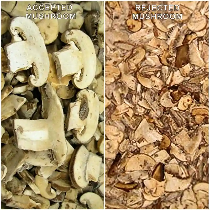 Image comparative de tranches de champignons surgelés conformes et non conformes après tri par l'IA LM4. L'algorithme d'IA distingue les tranches de champignons blanches et de haute qualité des fragments de champignons bruns, décolorés, pourris, brûlés ou ratatinés, garantissant ainsi une purification de haute qualité des matières premières de champignons surgelés utilisées dans l'industrie agroalimentaire.