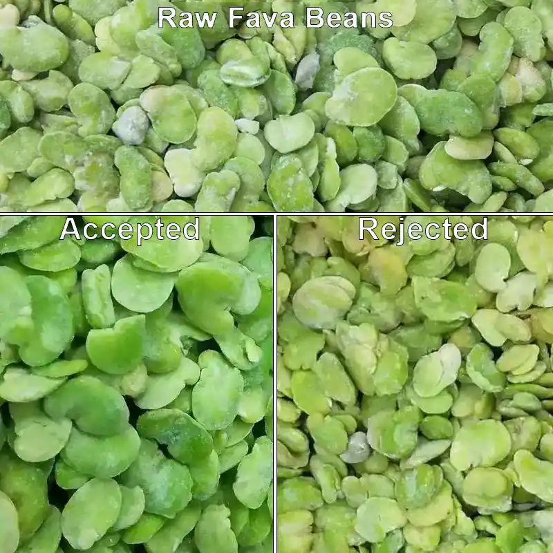 Diagramme comparatif du tri réel des fèves décortiquées surgelées traitées par la trieuse LM4 AI. Les fèves surgelées brutes contiennent des grains intacts, d'un vert vif et conformes, ainsi que des particules défectueuses jaunies, décolorées et abîmées. Le système visuel IA sélectionne avec précision les fèves décolorées et défectueuses et les place dans la zone de rejet. Le système de convoyage à basse vitesse associé empêche la fragmentation des fèves et le détachement de leur revêtement givré, préservant ainsi intégralement la forme originale des produits finis à base de fèves surgelées.