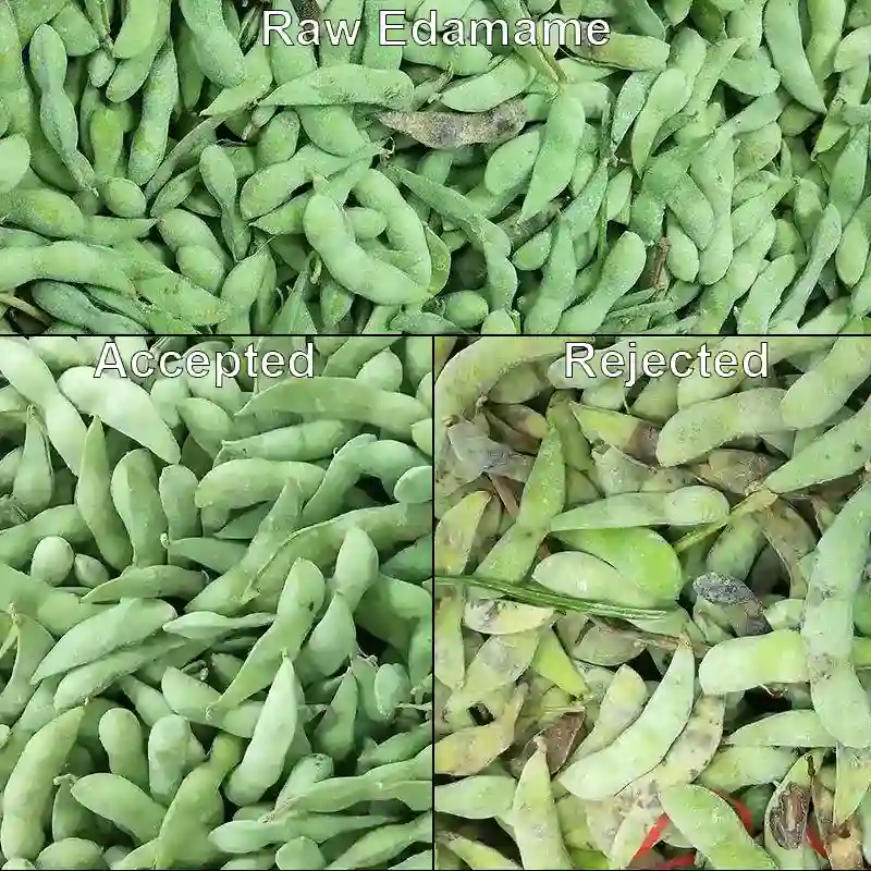 Comparação do efeito de triagem de edamame congelado processado pela classificadora de cores APEX L4+AI com esteira transportadora. O edamame aprovado apresenta cor uniforme e formato intacto; as partes rejeitadas incluem vagens descoloridas, mofadas, danificadas e doentes, filtradas pelo sistema de identificação de alta precisão por IA, sem fragmentação das vagens, graças ao transporte suave pela esteira.
