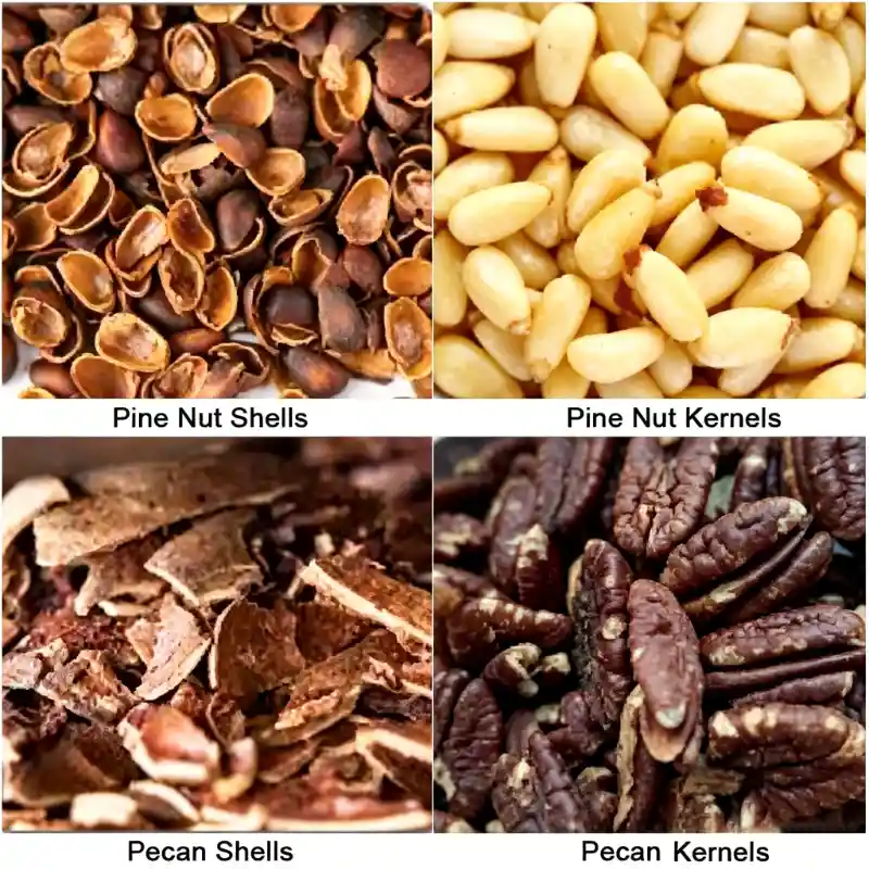 Image montrant l'effet de la trieuse LS AI sur des pignons de pin et des noix de pécan. L'image illustre la séparation nette des amandes intactes et des fragments de coques. La détection optique collaborative par IA élimine les coques résiduelles, les amandes abîmées et les impuretés diverses ; le système d'alimentation par bande transporteuse flexible préserve l'intégrité des amandes et évite leur écrasement pendant le tri.