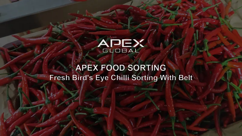 APEX Global AI optical sorting machine sorting fresh Bird's Eye Chilli, removing moldy, damaged and defective chillies for food processing factories