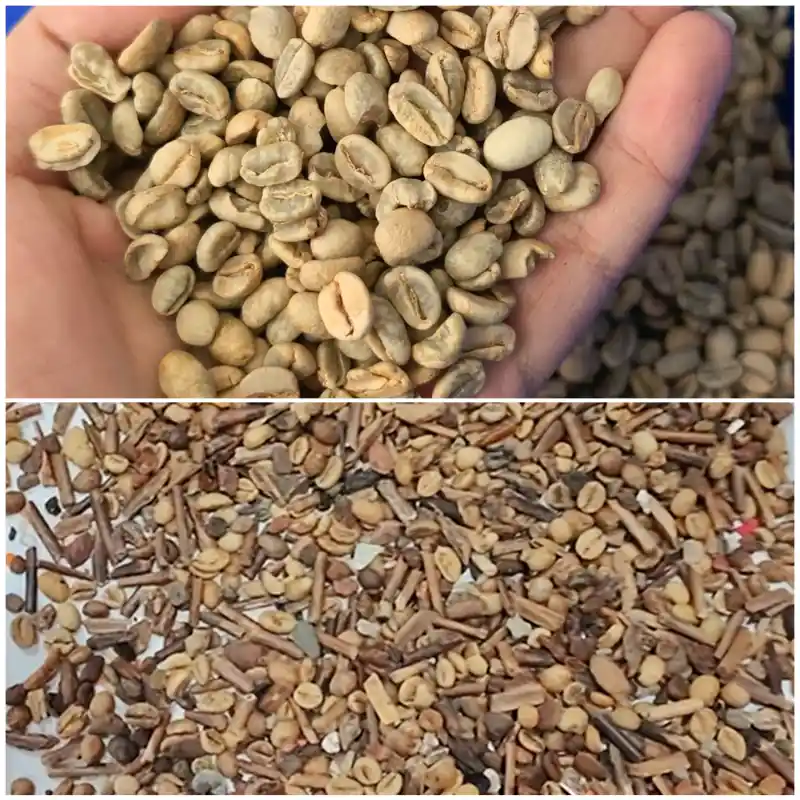 Green raw coffee beans sorting performance (Rejected v.s. Accepted beans) comparison after sorting, APEX coffee bean color sorter removes sticks and foreign contaminants.