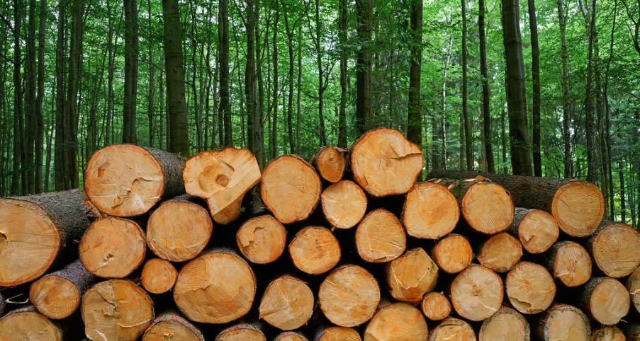 演示新闻 – How Bagasse Containers Are Revolutionizing Eco-FriendlyPackaging!