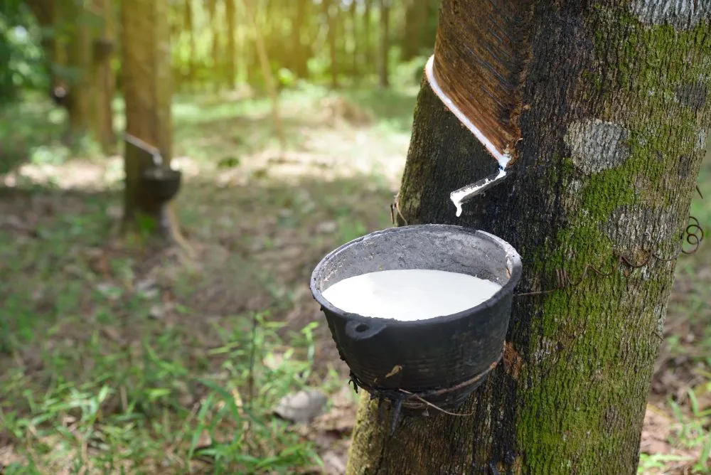 rubber tree
