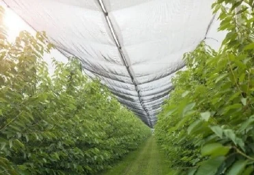Top 10 Vineyard Bird Netting Suppliers In The USA 2026 Buyer’s Update