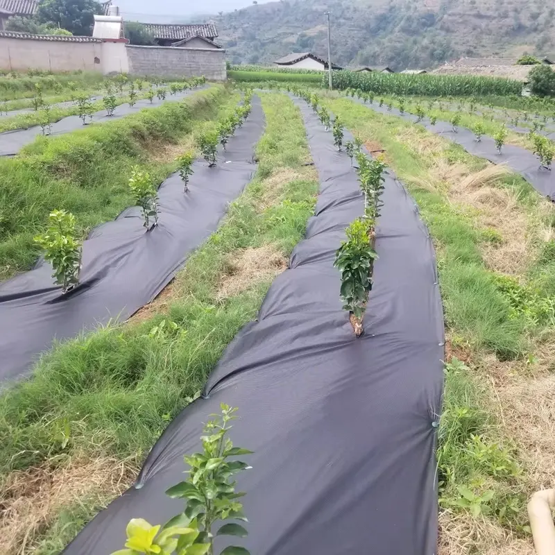Why Modern Farms Are Replacing Traditional Plastic Covers with PLA Biodegradable Weed Barrier Fabrics