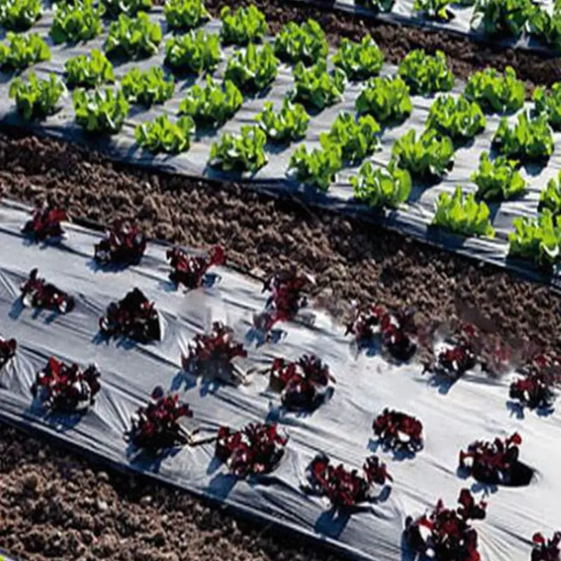 Fabricant de films de paillis agricoles argentés et noirs en plastique.