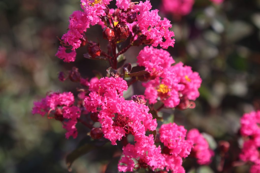 Crape Myrtle Pink Velour Crepemyrtle
