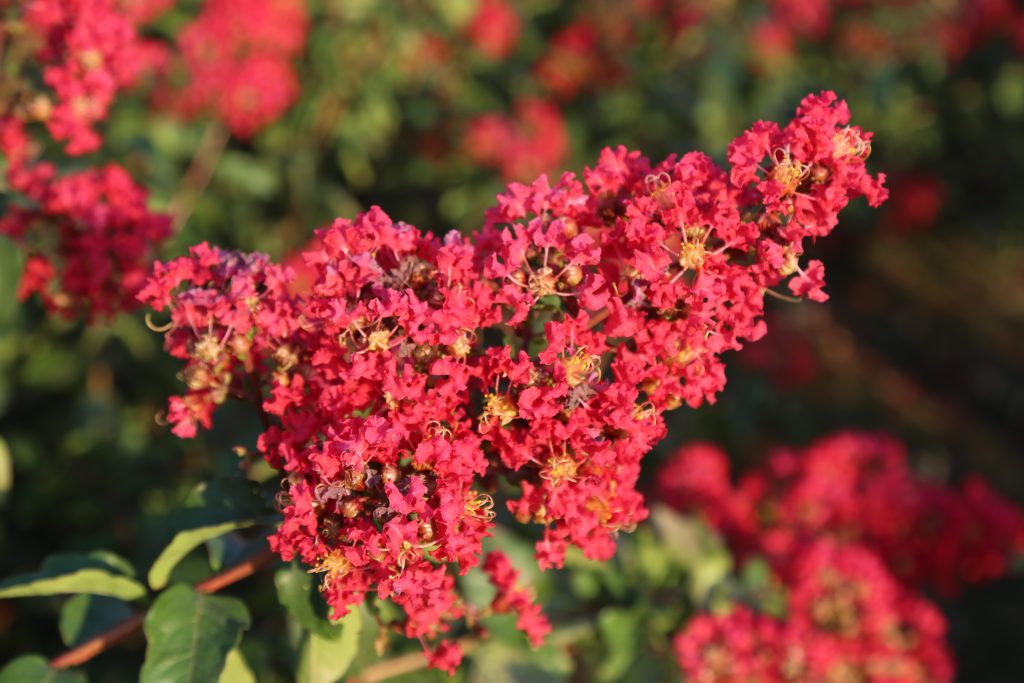 Crape Myrtle Red Rocket