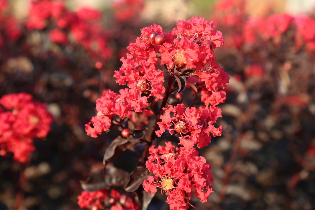Mayrtle Tree Caring for Your Crape Myrtle Trees in All Seasons - CHINESE EXPORTER