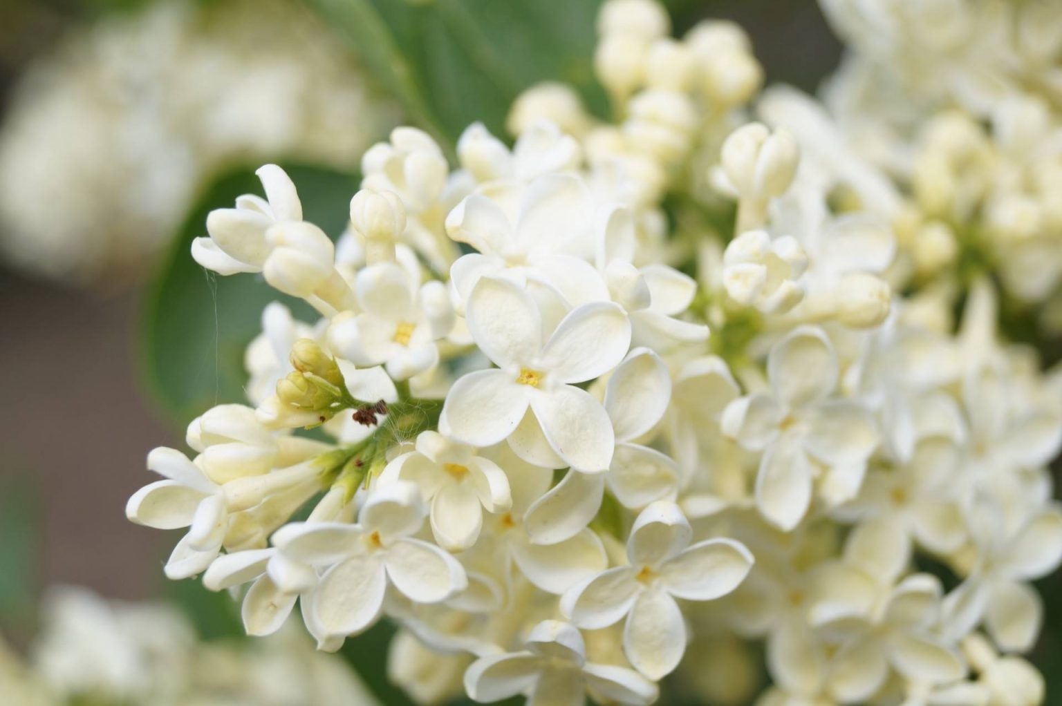 A Comparison Between Lilac Trees and Lilac Bushes CHINESE EXPORTER