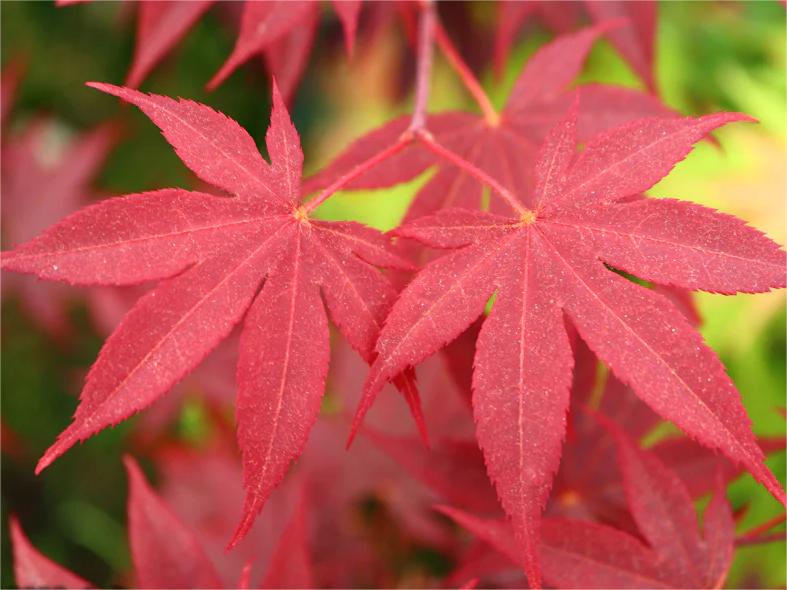Acer palmatum 'Bloodgood' Red Japanese maple 'Bloodgood'