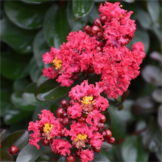 Lagerstroemia Crape Myrtle 'Cherry Mocha'