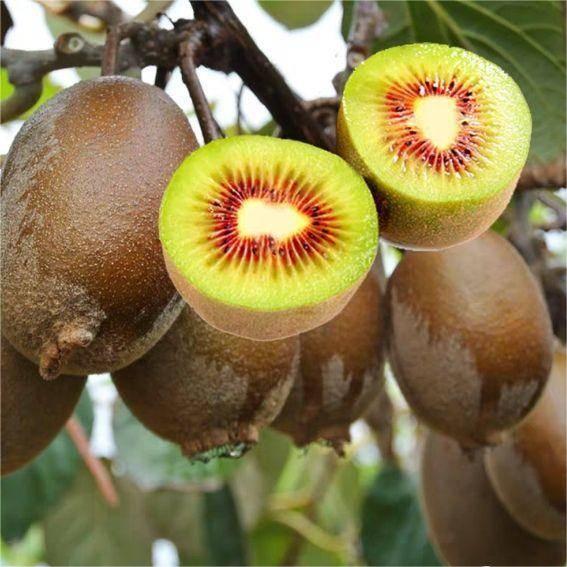 Red-fleshed Kiwifruit Vine 'Chuhong'