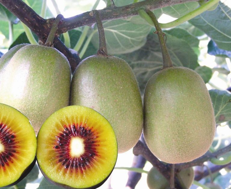 Red-fleshed kiwifruit HongYang ‘RedYang’