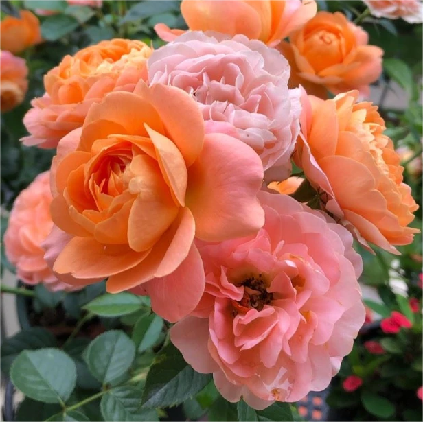 增强多汁露台玫瑰的香气和颜色强度的提示和技巧