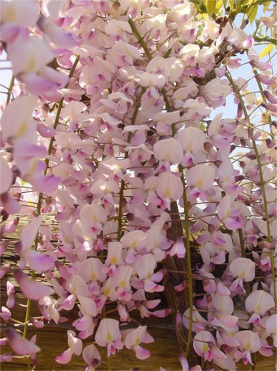 培育丰富的花朵：促进紫藤开花的指南