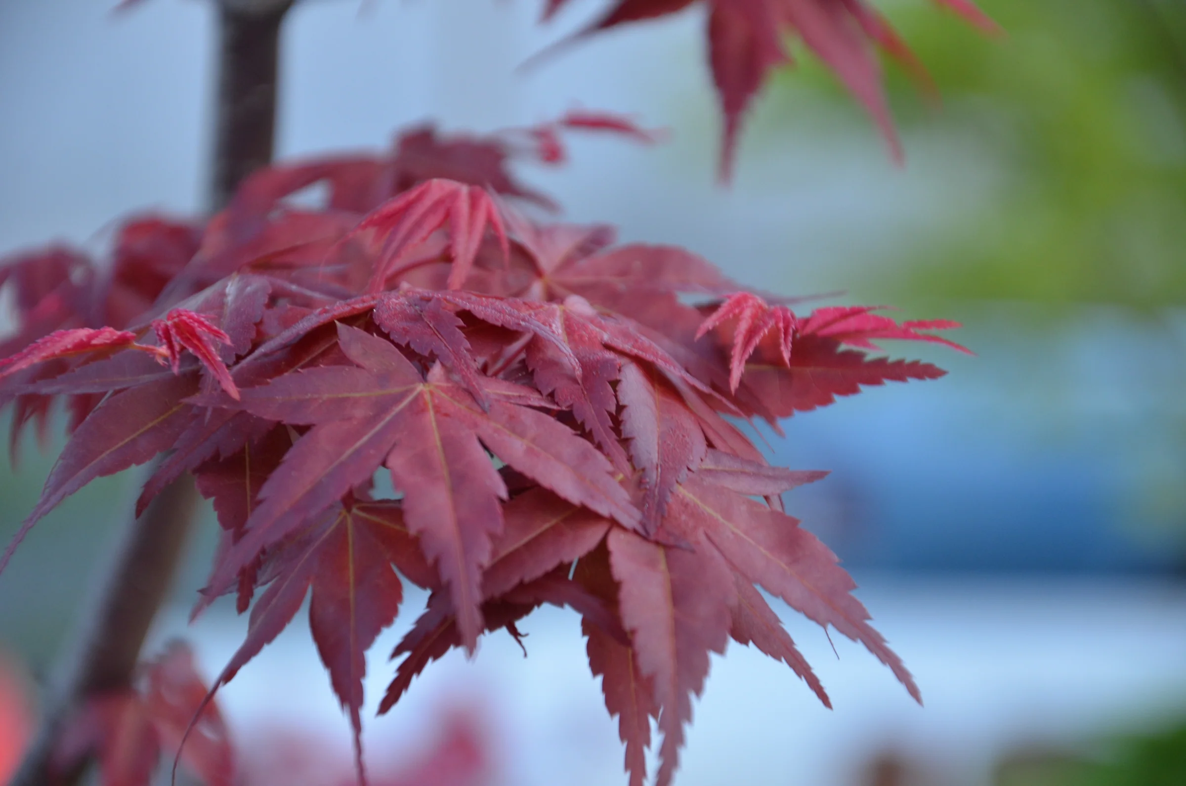 Acer palmatum ‘Shin deshojo’