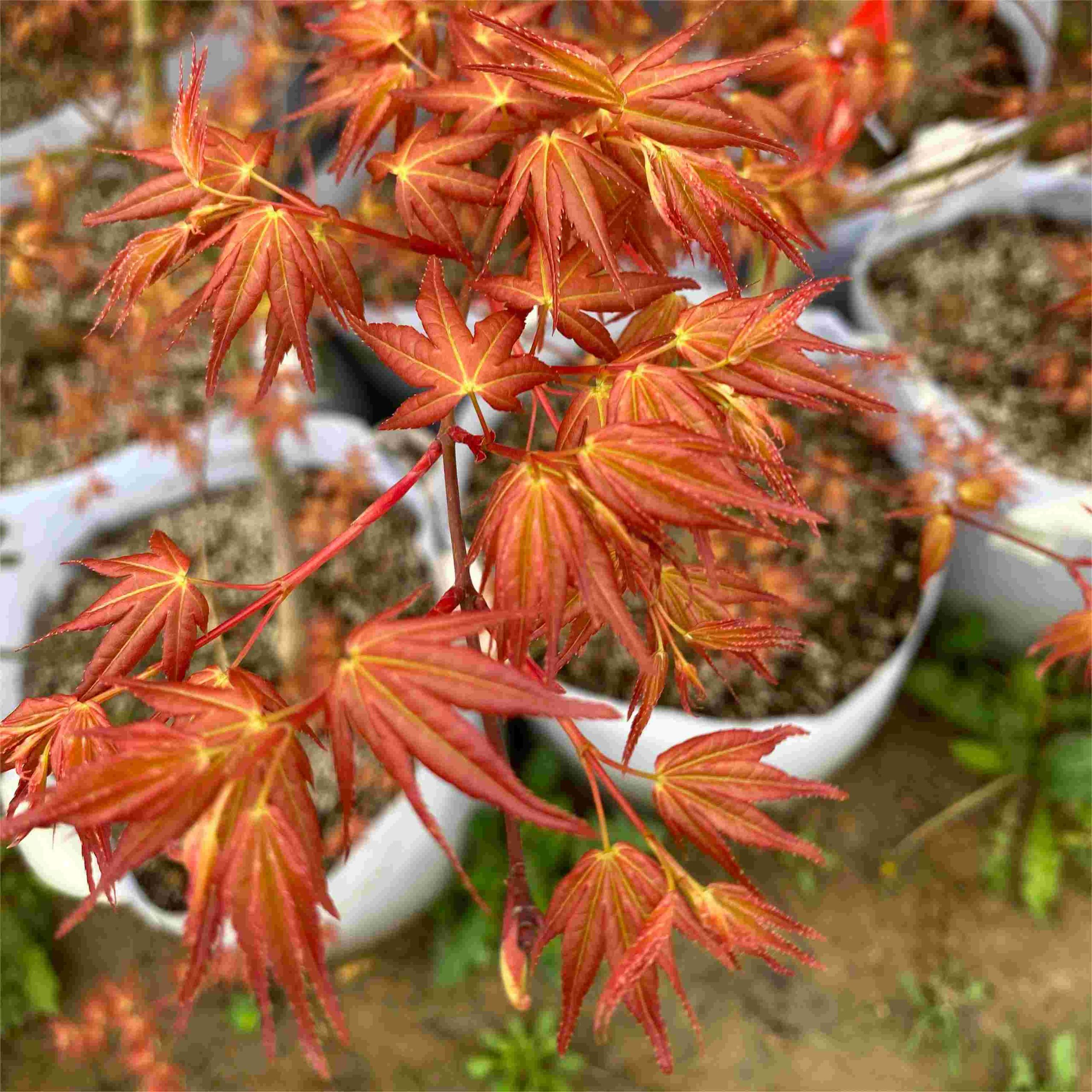 Acer Palmatum 'Бени-Чидори'