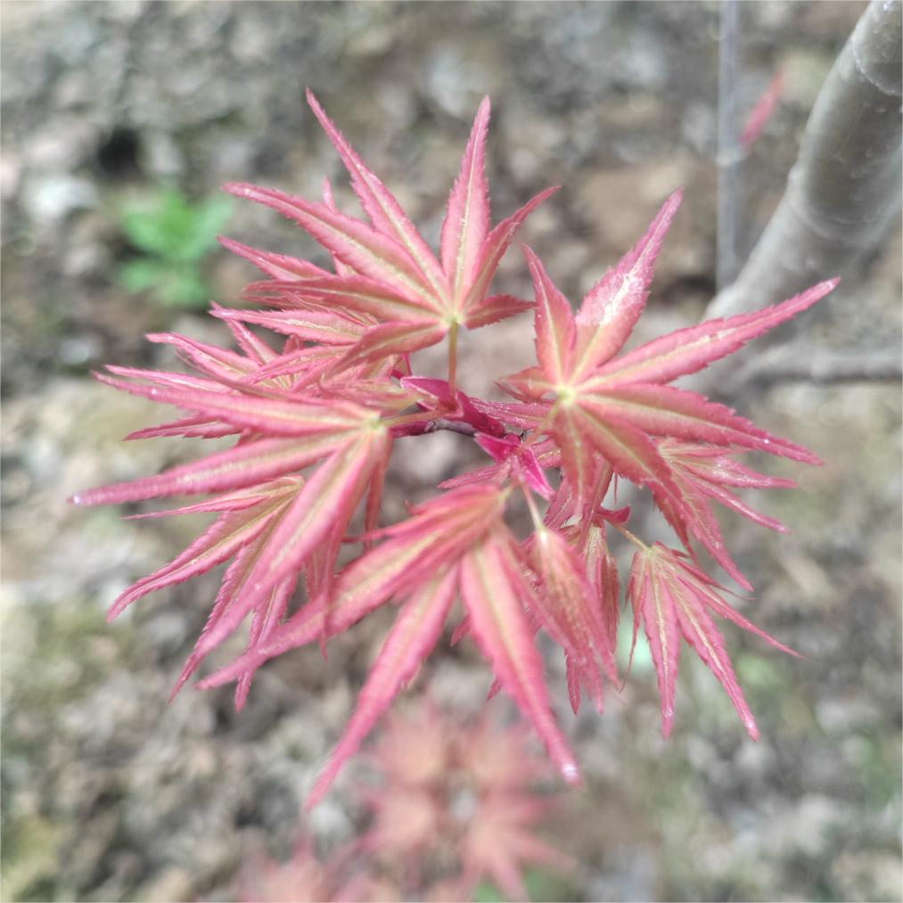Acer palmatum 'Beni tsukasa'