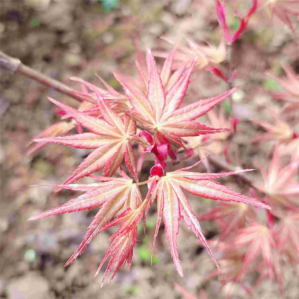 Acer palmatum 'Beni-Tsukasa' - Japanese Maple