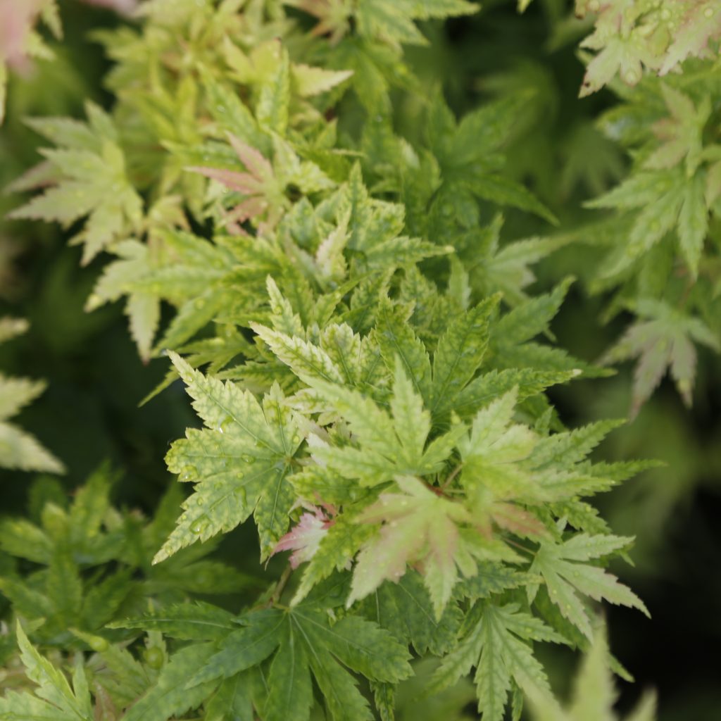 Acer palmatum 'Hamano maru'-Japanese Maple