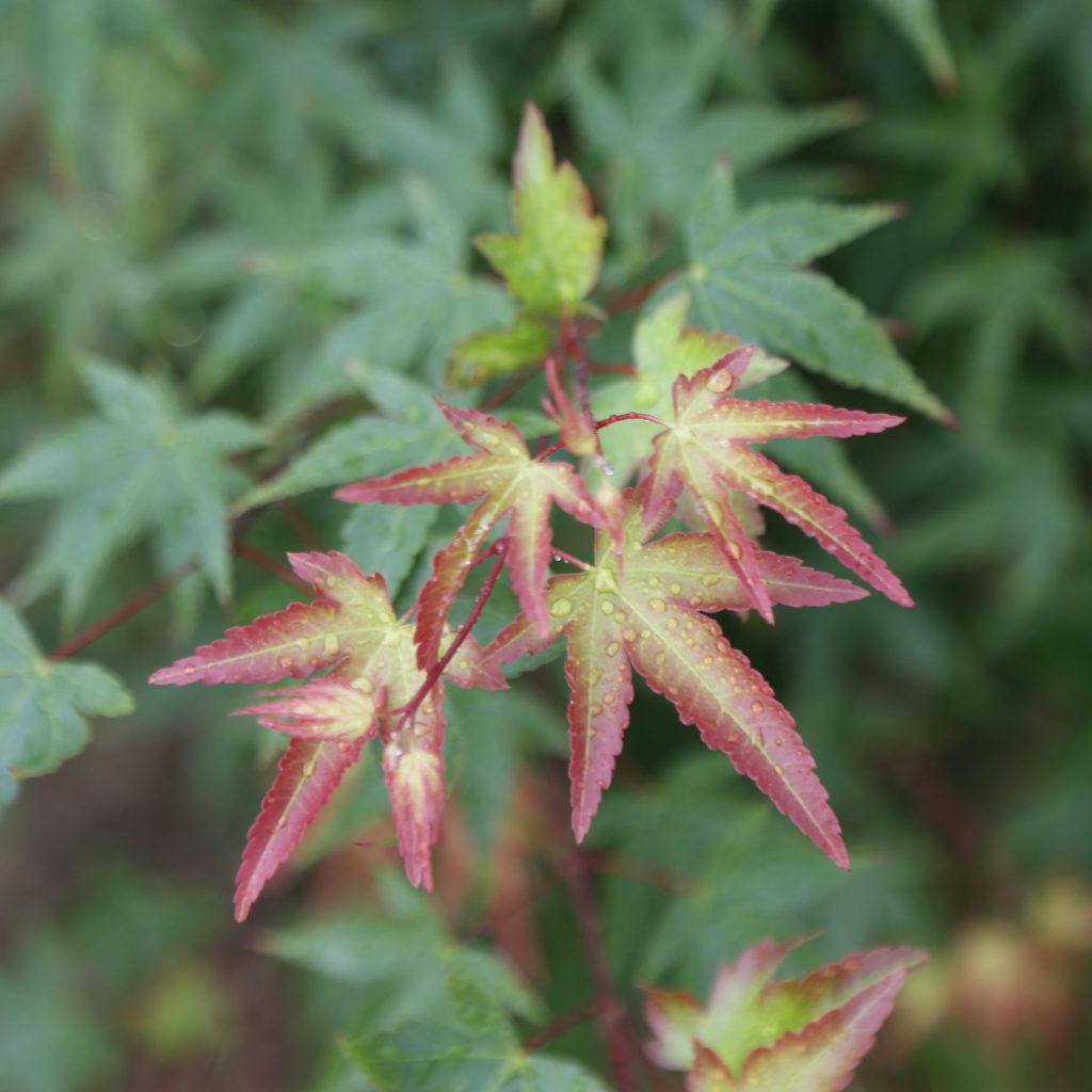 Acer palmatum '무라사키 기요히메' -일본 단풍나무