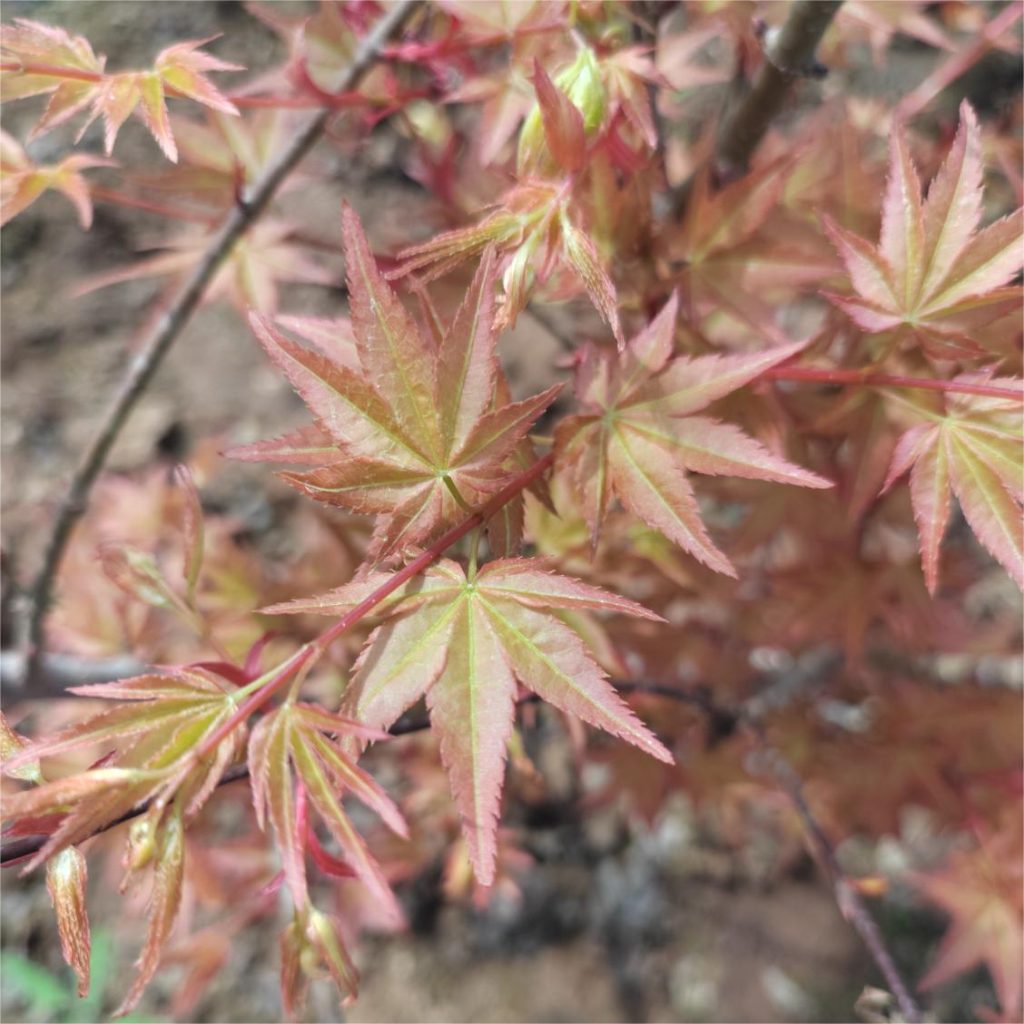 Acer palmatum 'Murasaki kiyohime' -Japanese Maple
