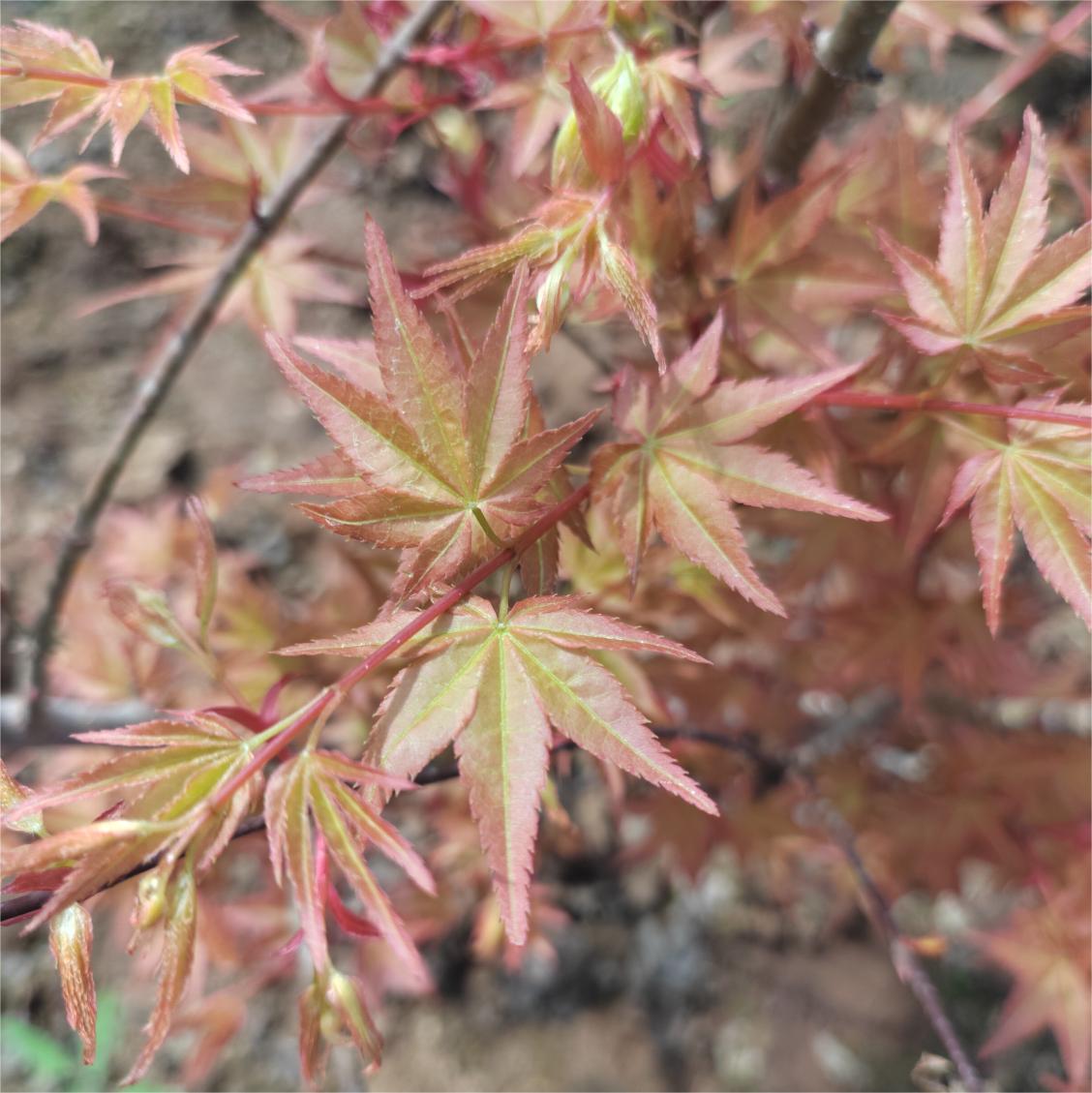 鸡爪槭 '紫清姬' -日本枫树