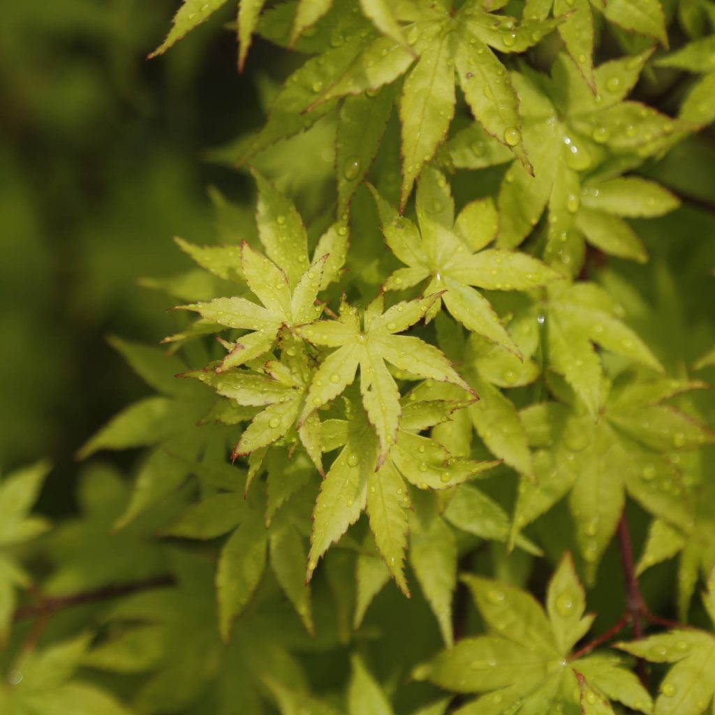 Acer palmatum 'Summer Gold'(Japanese Maple)