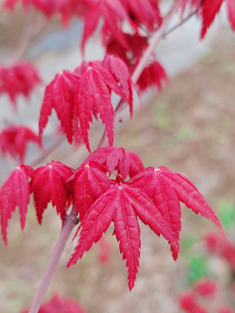 红舞子树日本枫树