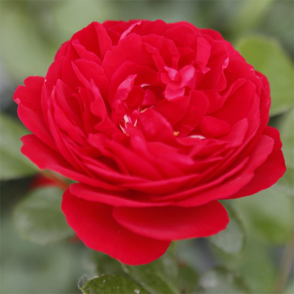 Rose Florentina