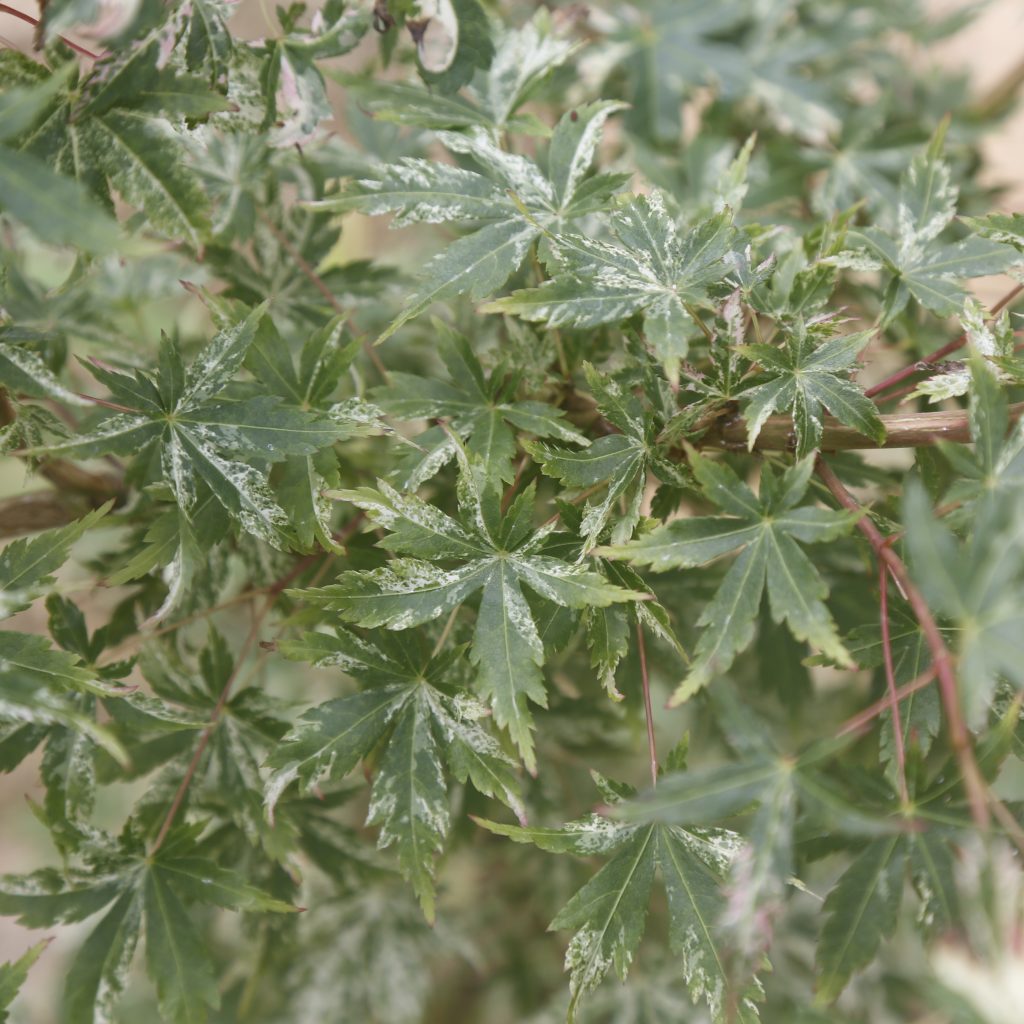 Acer palmatum 'Uzen nishiki'