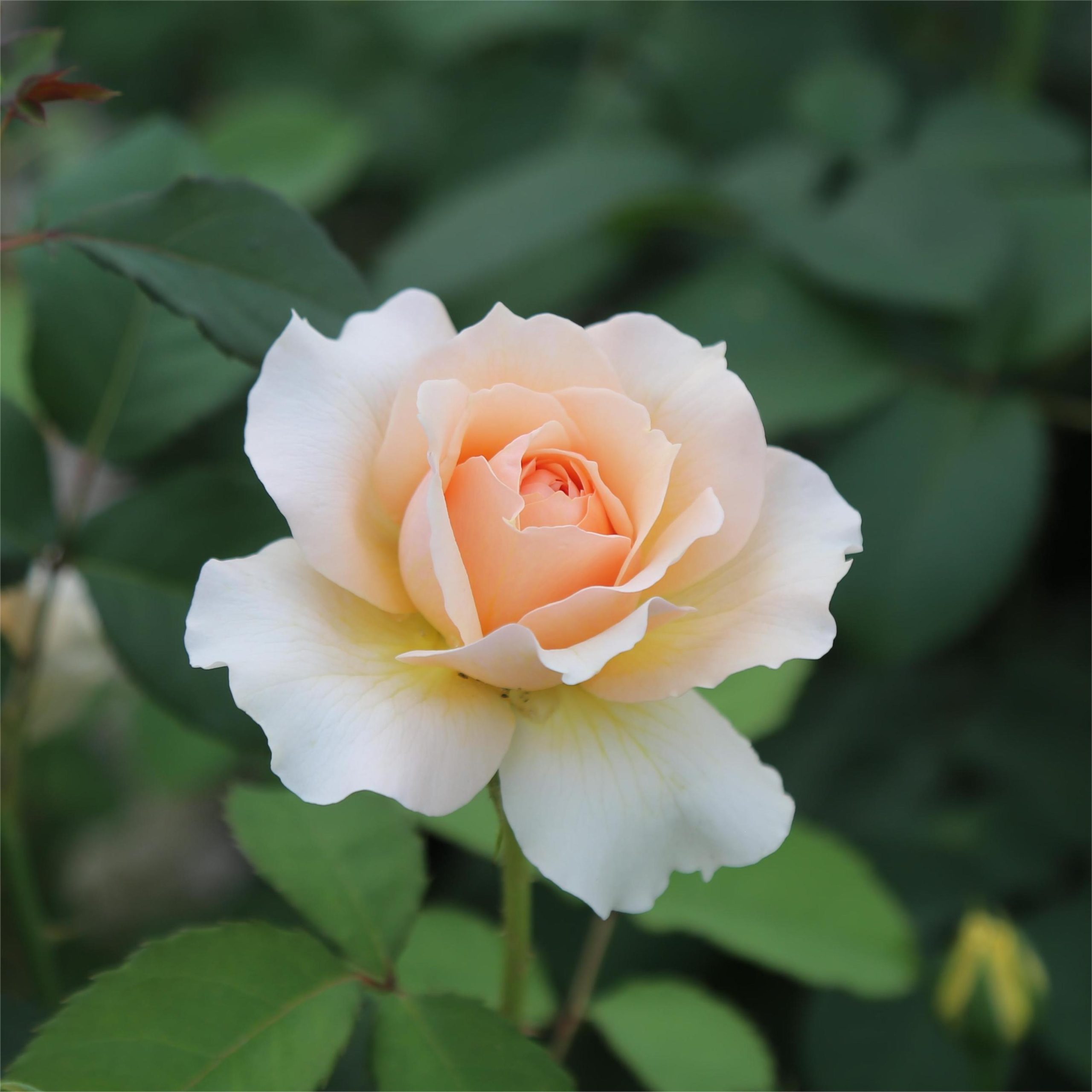 Wholesale Roses In Bulk - Roses For Sale Online - JF Tree