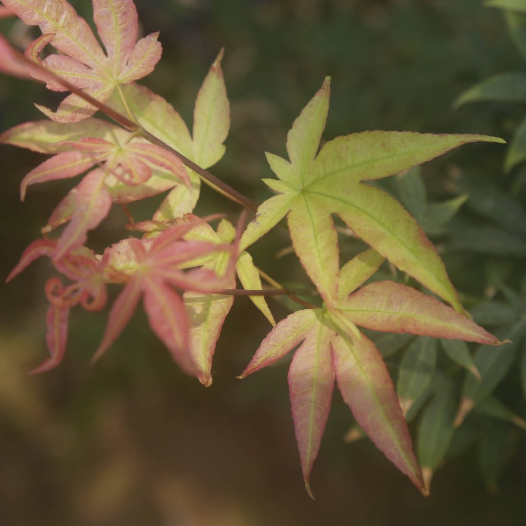Acer palmatum 'Katsura-nishiki'