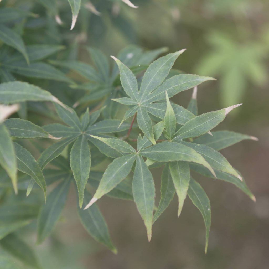 Acer palmatum 'Katsura-nishiki'