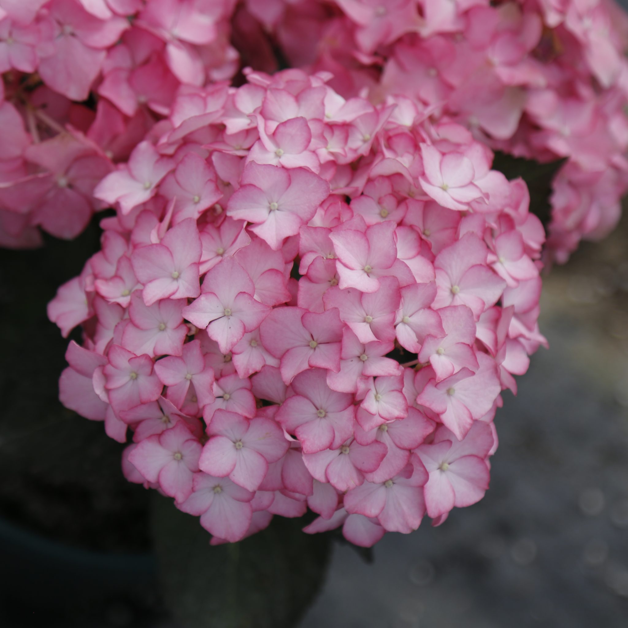 exploring-the-versatility-of-hydrangea-macrophylla-understanding-size