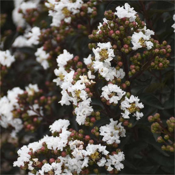 New Varieties Dwarf varieties white crape myrtle