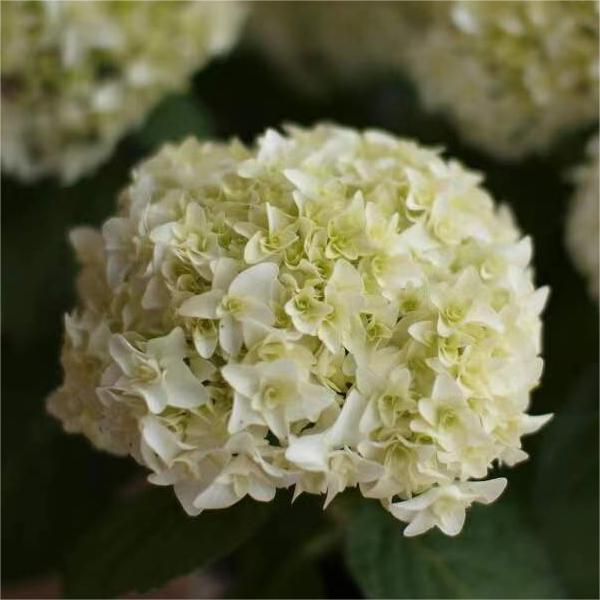 hydrangea macrophylla Anne wholesaler