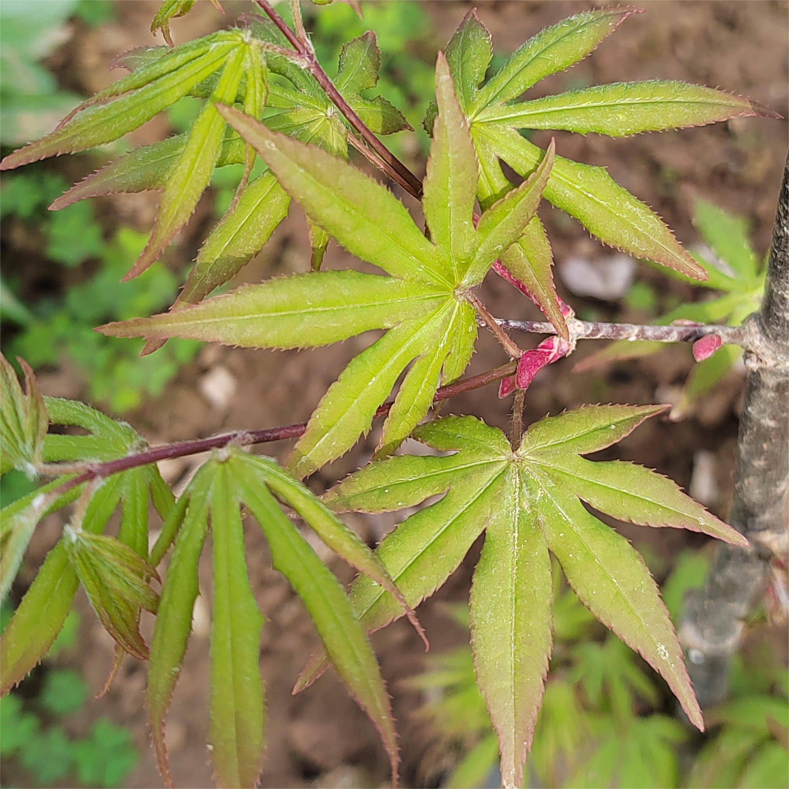 カエデの植物サプライヤー